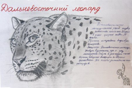 Рисунки из красной книги