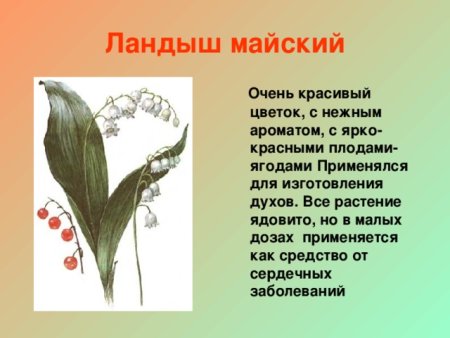 Тюльпан Шренка луковица