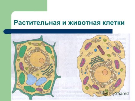 Строение растительной клетки и животной клетки