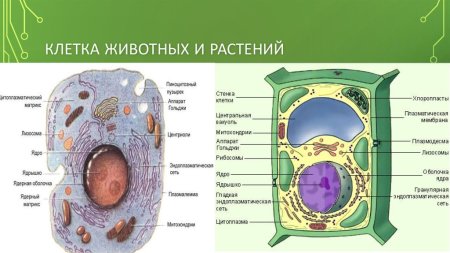 Рисунок органоиды животной и растительной клетки