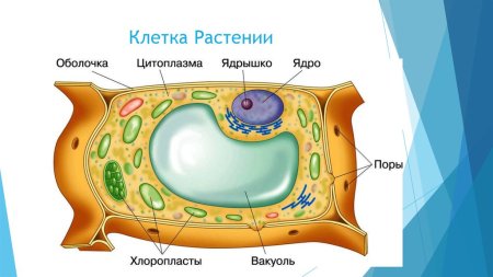 Строение растительной клетки 5 класс биология