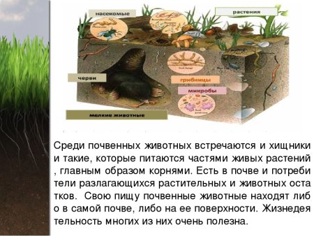 Животные почвы питаются