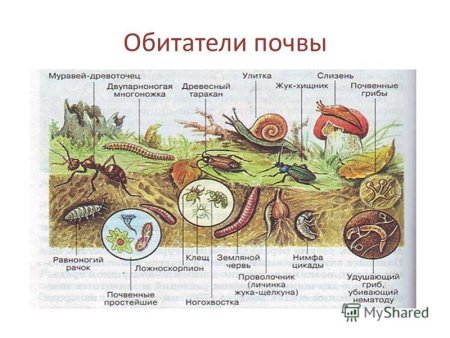 Обитатели почвы