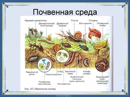 Почвенная среда обитания растения