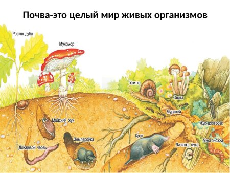Живые организмы обитатели почвы
