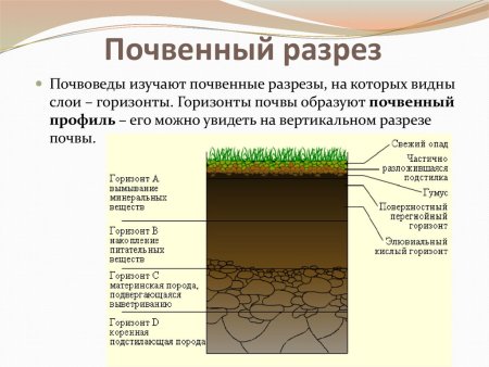 Почвенный разрез почвы схема