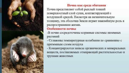 Характеристики почвенной среды обитания организмов