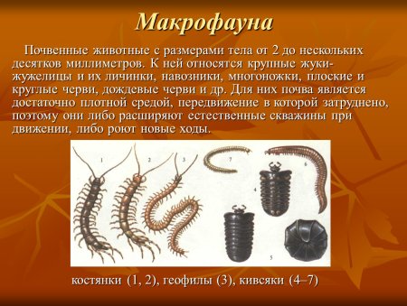 Микрофауна мезофауна макрофауна мегафауна