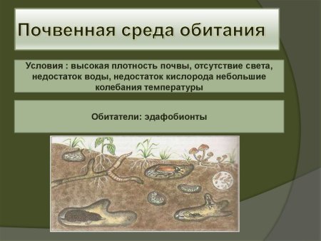 Починная среда обитания