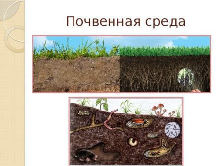 Экологические группы почвенных организмов