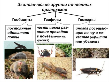 Почвенные беспозвоночные