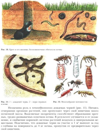 Жители почвенной среды обитания