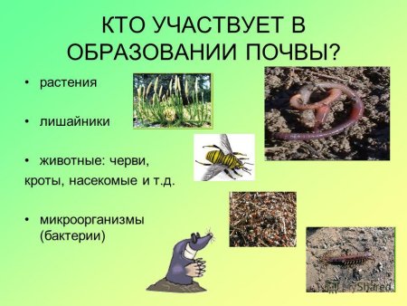 Живые организмы в почве