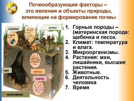 Приспособление животных к почвенной среде