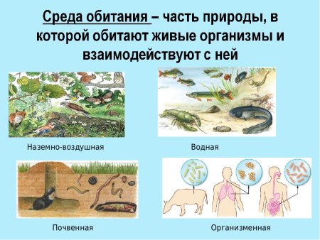Почвенная среда жизни
