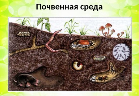 Обитатели почвенной среды