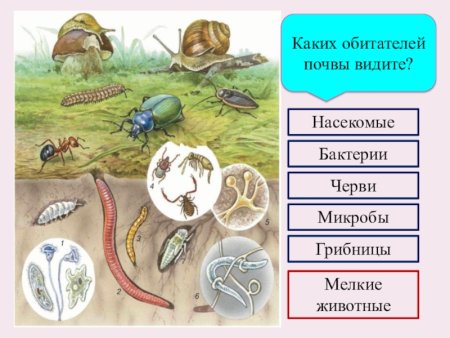 Почвенные животные
