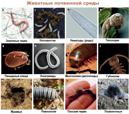 Среды жизни почвенная среда