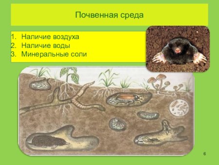 Пищевая сеть степи