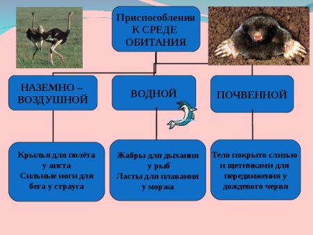Трофическая цепь, пищевая цепь, цепь питания есть: