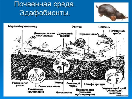 Структура пищевой Цепочки