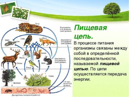 Великий круговорот жизни 3 класс доклад