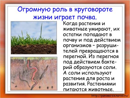 Схема трофической структуры сообщества