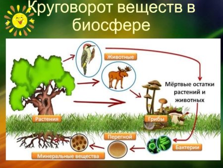 Схема трофической структуры сообщества