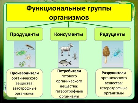 Цепь питания Луга 4 класс окружающий мир