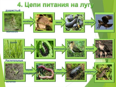 Пищевая цепь круговорот веществ в природе