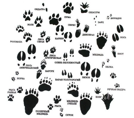 Следы зайца для детей