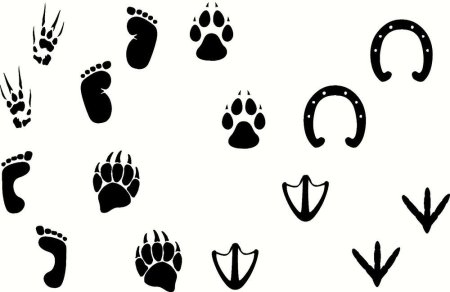 Наклейки кошачьи следы