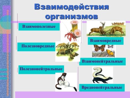 Взаимодействие живых организмов