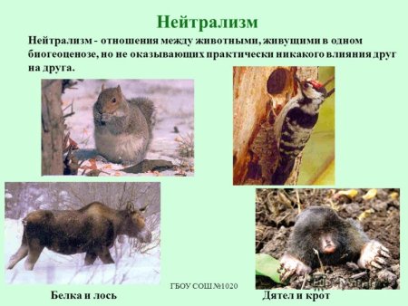 Взаимоотношение между животными нейтрализм