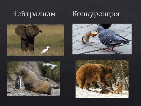 Нейтрализм в природе