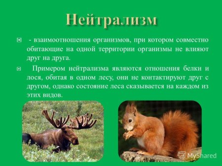 Биотические отношения нейтрализм