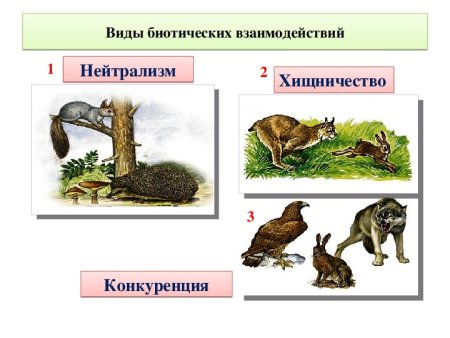 Взаимоотношения между животными