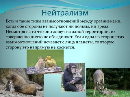 Нейтрализм взаимоотношения
