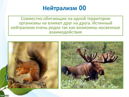 Нейтрализм примеры