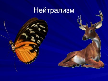 Пищевая цепочка круговорот в природе