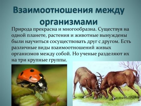 Схема цепей питания в живой природе