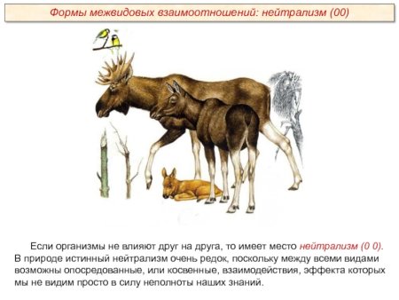 Пищевые цепи (цепи питания, трофические цепи) – это