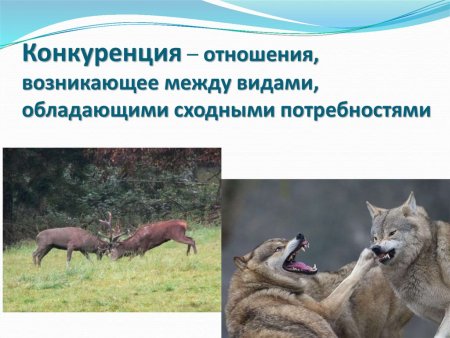 Биологические взаимоотношения хищничество