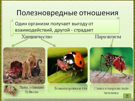 Конкуренция взаимоотношения организмов