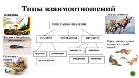 Взаимодействие с животными