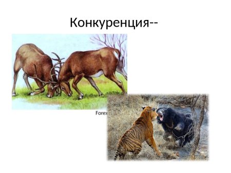 Примеры конкуренции в биологии
