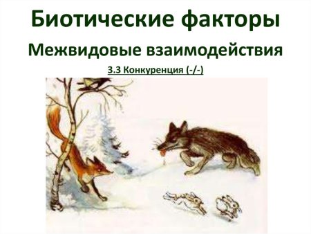 Пищевая цепь волка
