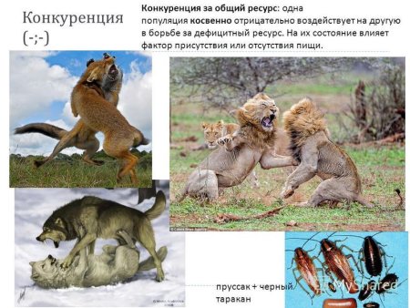 Типов территориального поведения животных
