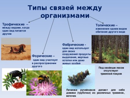 Симбиоз конкуренция нейтрализм