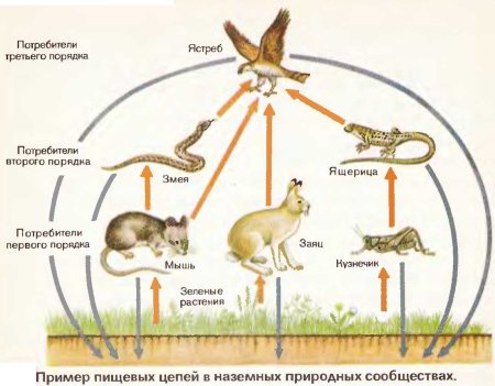 Консументы в широколиственном лесу